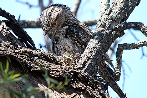 Tawny Frogmouth