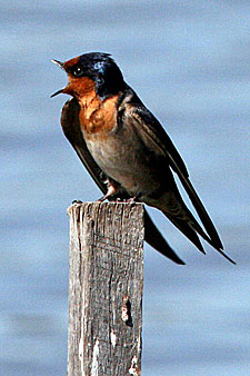 Welcome Swallow