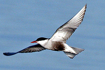 Whiskered Tern