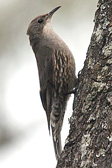 White-throated Treecreeper