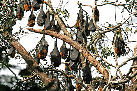 Grey-headed Flying Fox