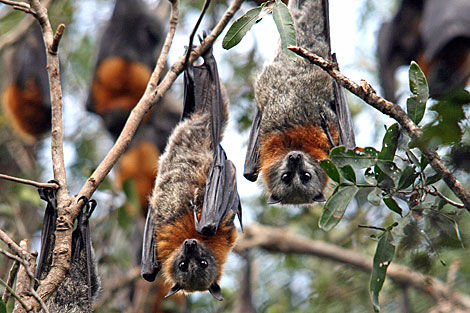 Grey-headed Flying Fox