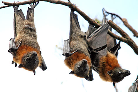 Grey-headed Flying Fox