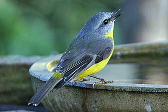 Eastern Yellow Robin