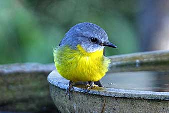 Eastern Yellow Robin