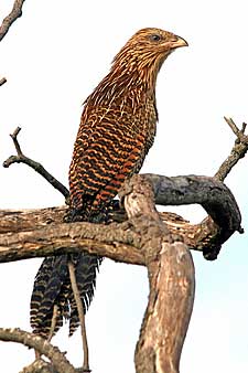 Pheasant Coucal