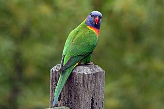 Rainbow Lorikeet