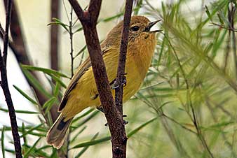 Yellow Thornbill