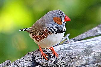 Zebra Finch