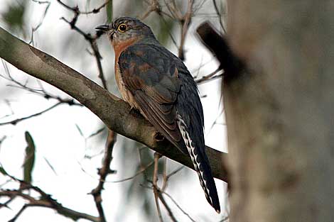 Fan-tailed Cuckoo