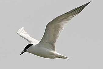 Gull-Billed Tern