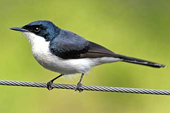 Restless Flycatcher