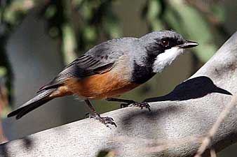 Rufous Whistler