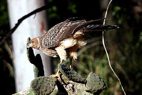 Spotted Harrier