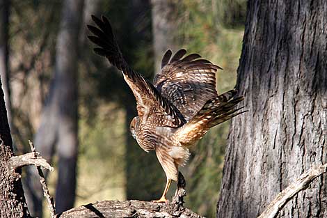 Spotted Harrier