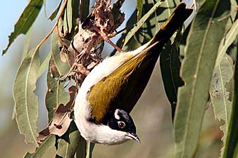 White-throated Honeyeater