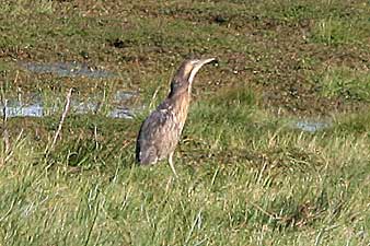 Australasian Bitterns