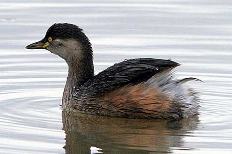 Australasian Grebe