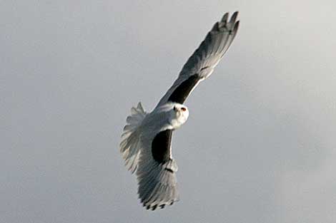 Black-shouldered Kite