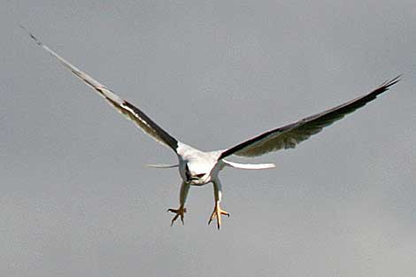 Black-shouldered Kite