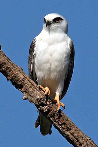 Black-shouldered Kite