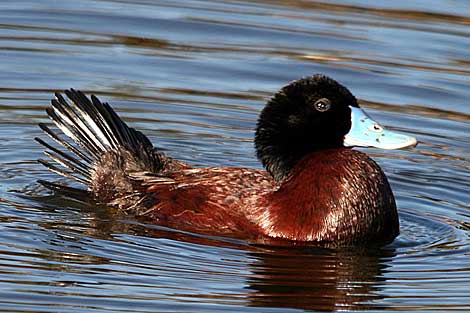 Blue-billed Duck