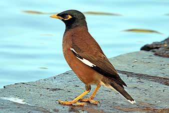 Common Myna