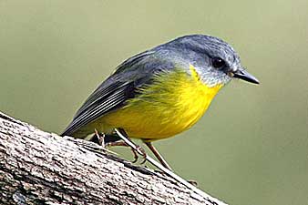 Eastern Yellow Robin