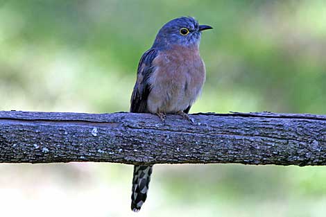 Fan-tailed Cuckoo