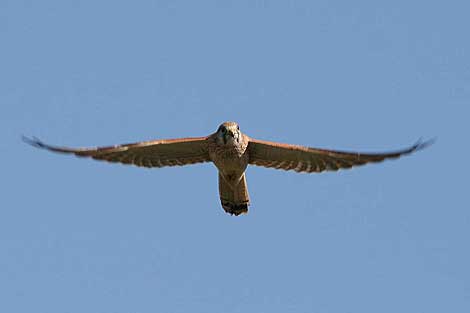 Nankeen Kestrel