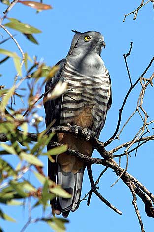 Pacific Baza