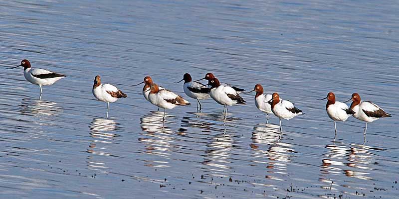 Red-necked Avocets