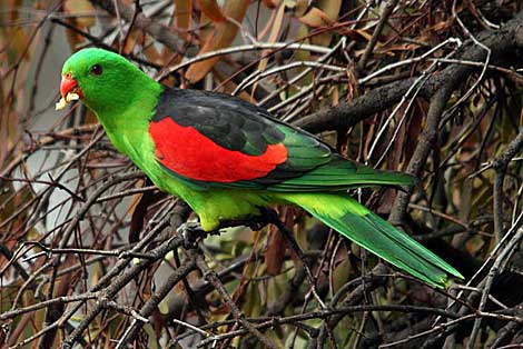 Red-winged Parrot