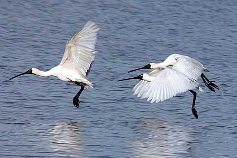 Royal Spoonbill