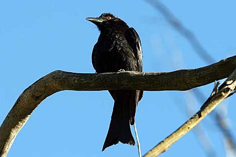 Spangled Drongo