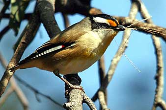 Striated Pardaltoe