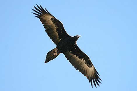 Wedge-tailed Eagle