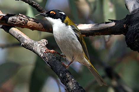 White-naped Honeyeater