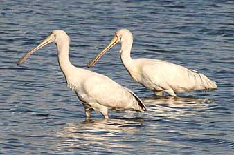 Yellow-billed Spoonbill