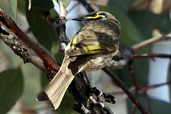 Yellow-faced Honeyeater