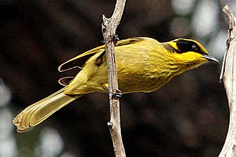 Yellow-tufted Honeyeater