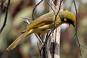 Yellow-tufted Honeyeater