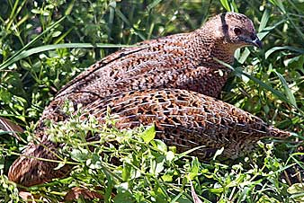 Brown Quail