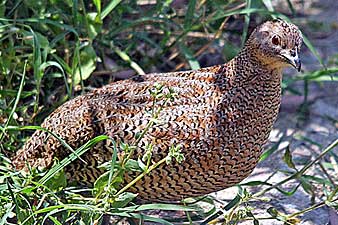 Brown Quail