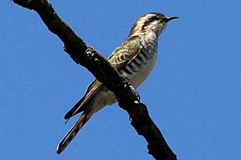 Horsfields Bronze-Cuckoo