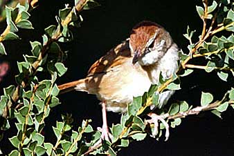 Tawny Grassbird