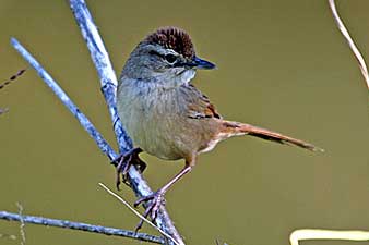 Tawny Grassbird