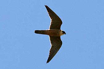 Australian Hobby