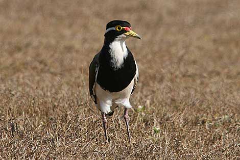 Banded Lapwing