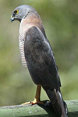 Brown Goshawk